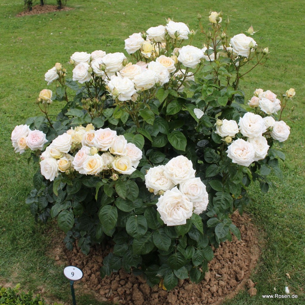 Artikelbild 2 des Artikels Madame Anisette® Madame Anisette®