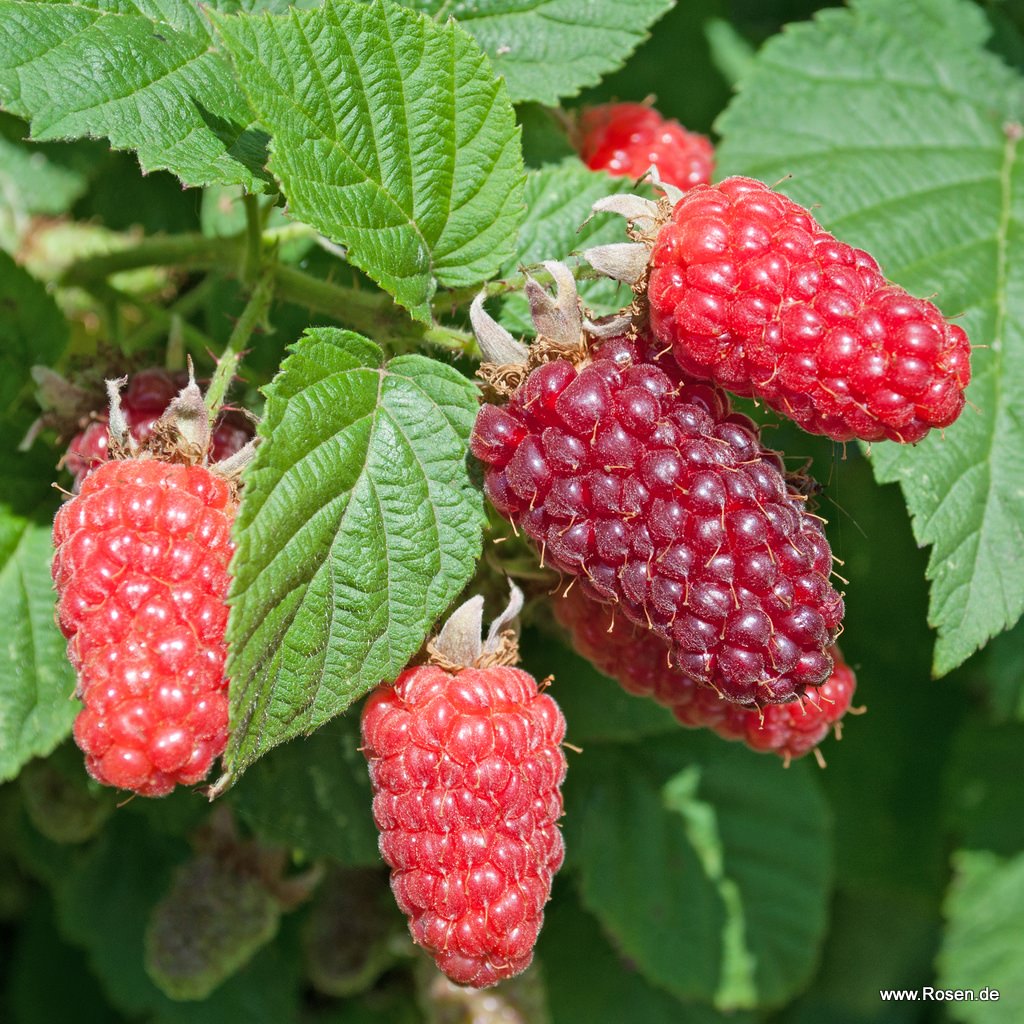 Artikelbild 1 des Artikels Tayberry Buckingham Tayberry Buckingham