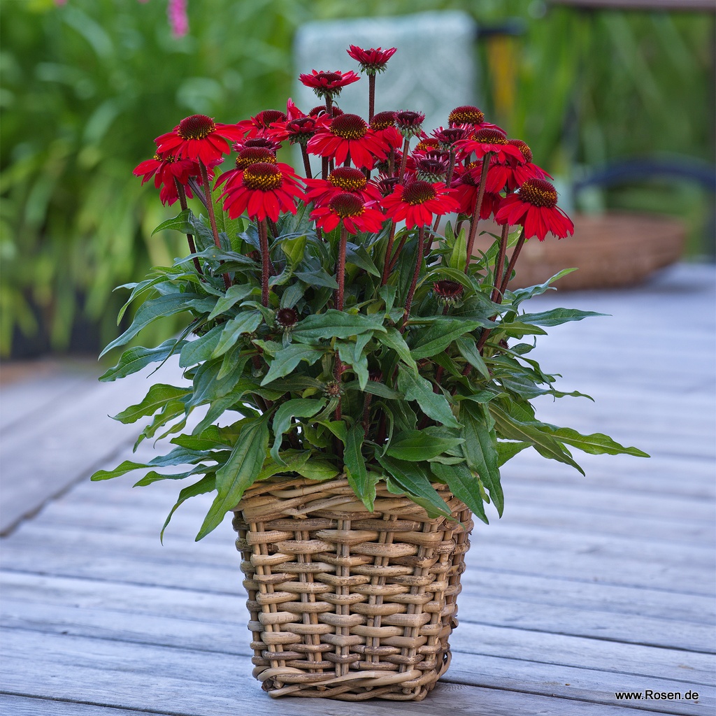 Scheinsonnenhut 'SunMagic Vintage Hot Red'®