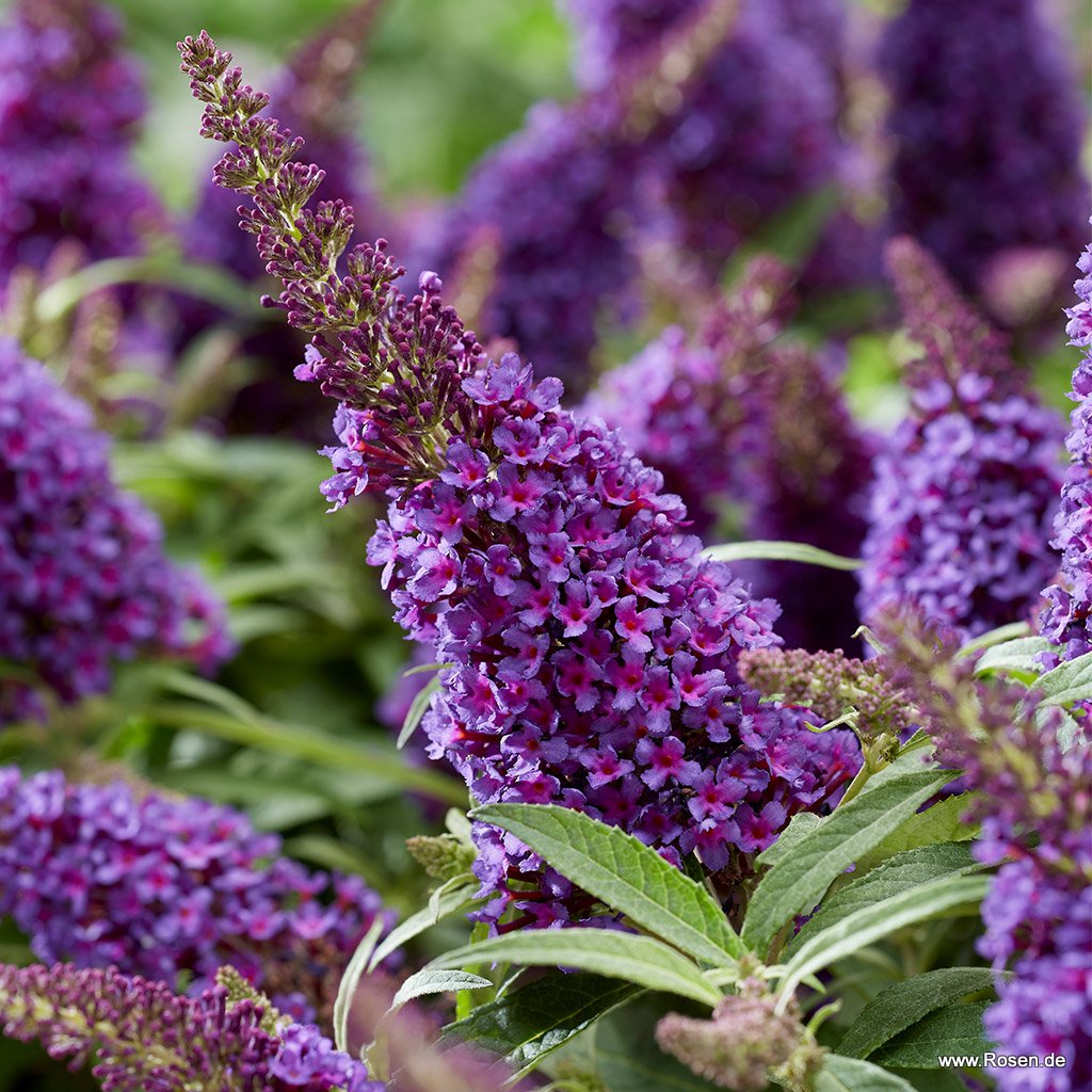 Artikelbild 1 des Artikels Sommerflieder 'Butterfly Candy® Little Purple' Sommerflieder 'Butterfly Candy® Little Purple'