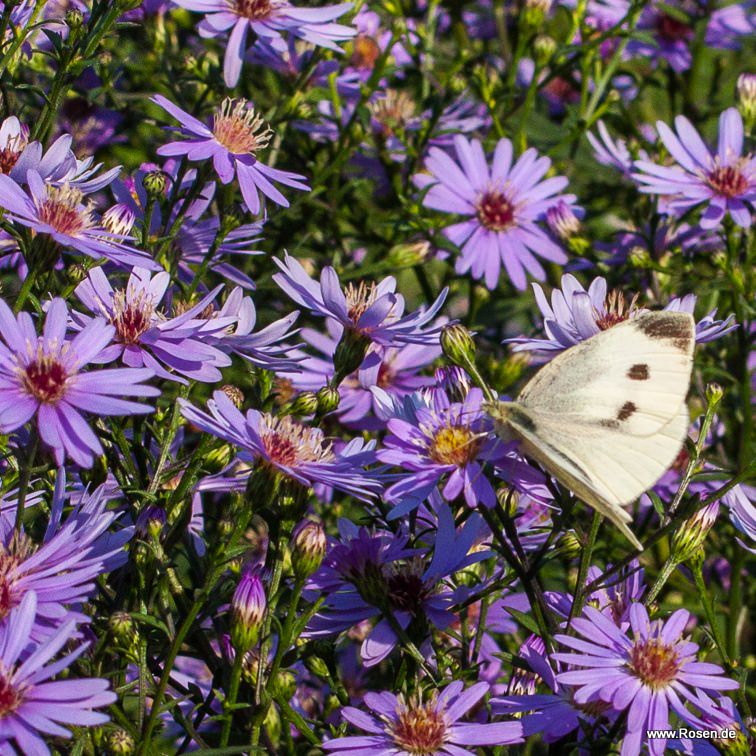 Aster 'Little Carlow'