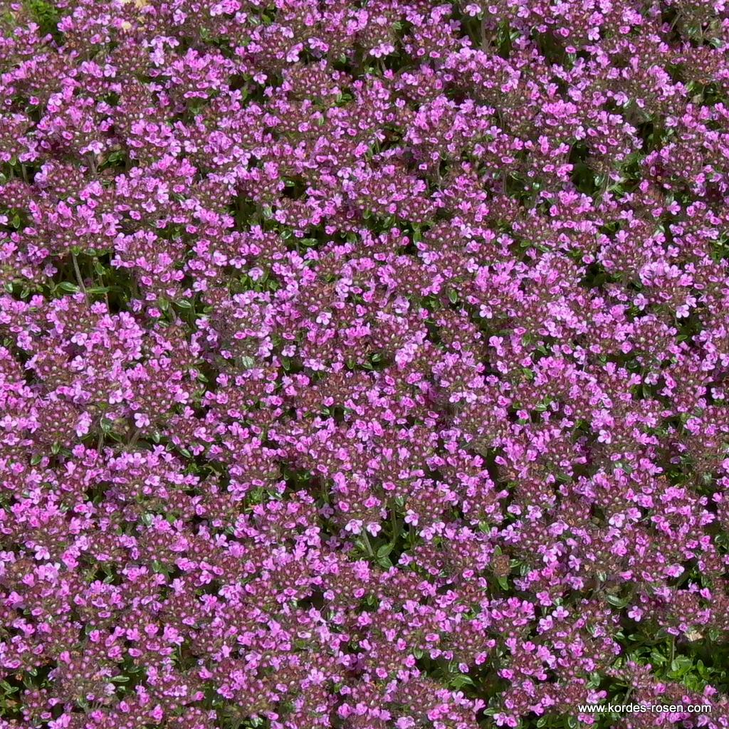Sand-Thymian 'Coccineus'