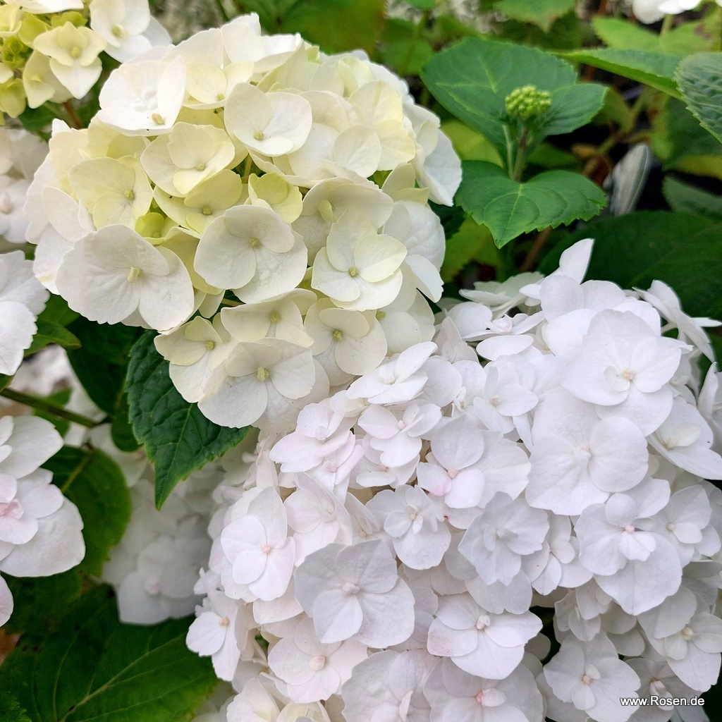 Girlanden-Hortensie 'Runaway Bride'®