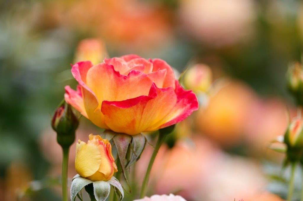 Gartenspass Rose (bohaté kvetení, důkladně zalijte, odolné vůči, před mrazem, růže jsou) Gartenspass Rose
