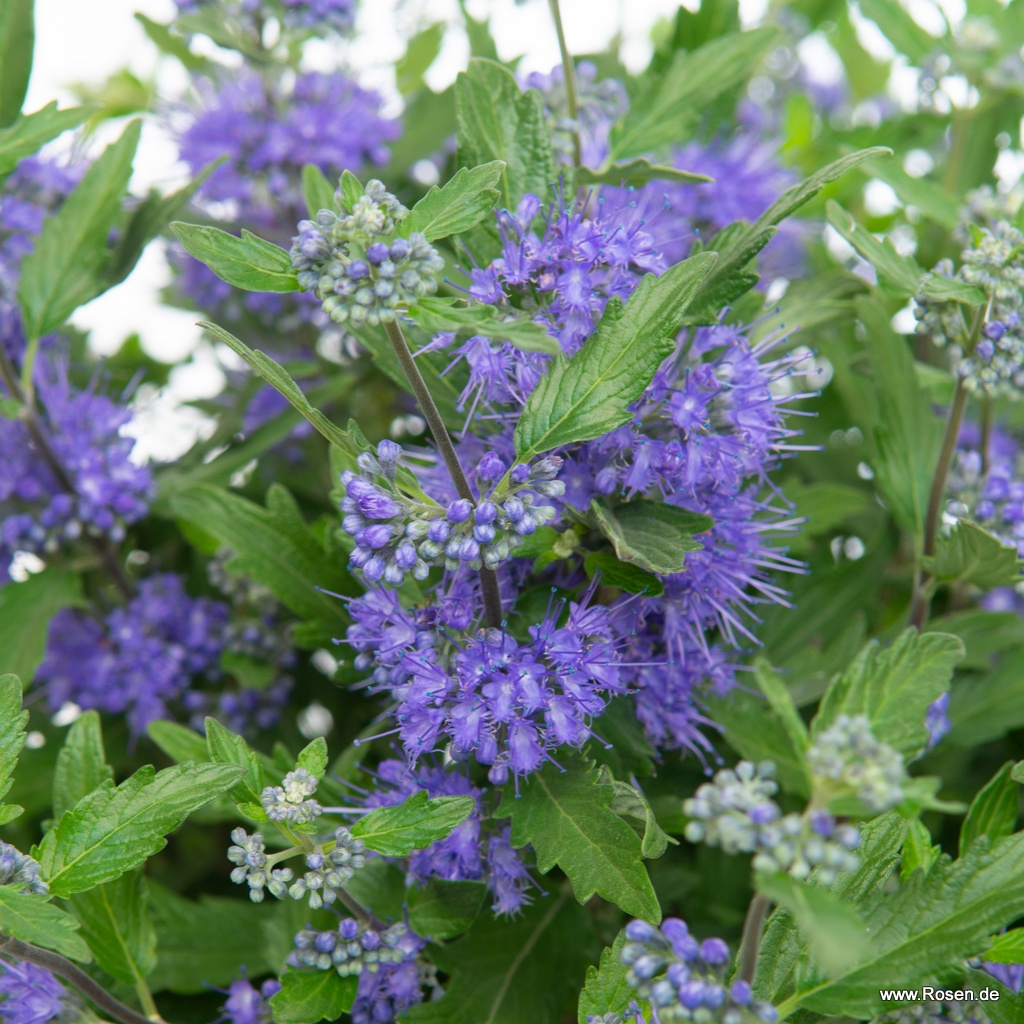 Bartblume 'Blue Balloon'®