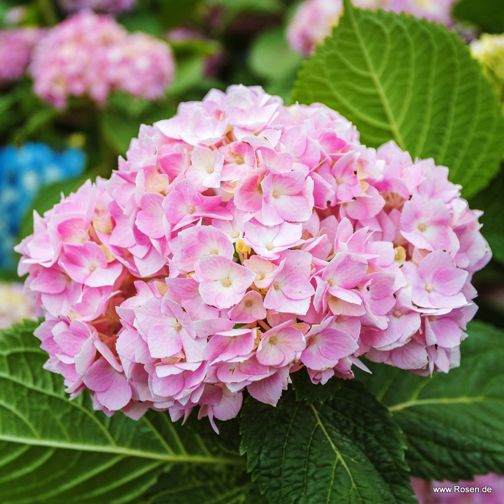 Bauernhortensie 'Endless Summer'® (rosa)