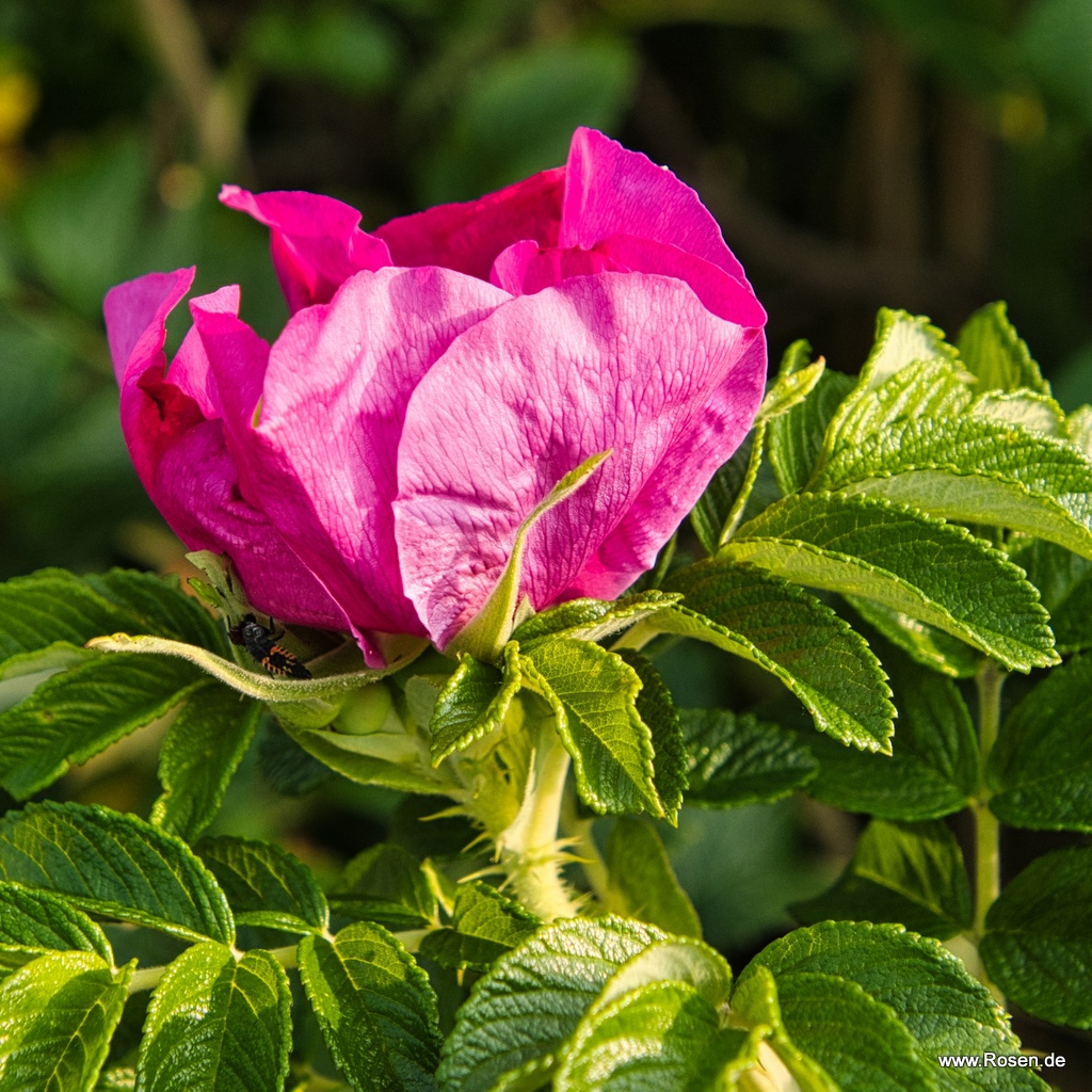 Rosa Rugosa, Apfel-Rose, Kartoffel-Rose