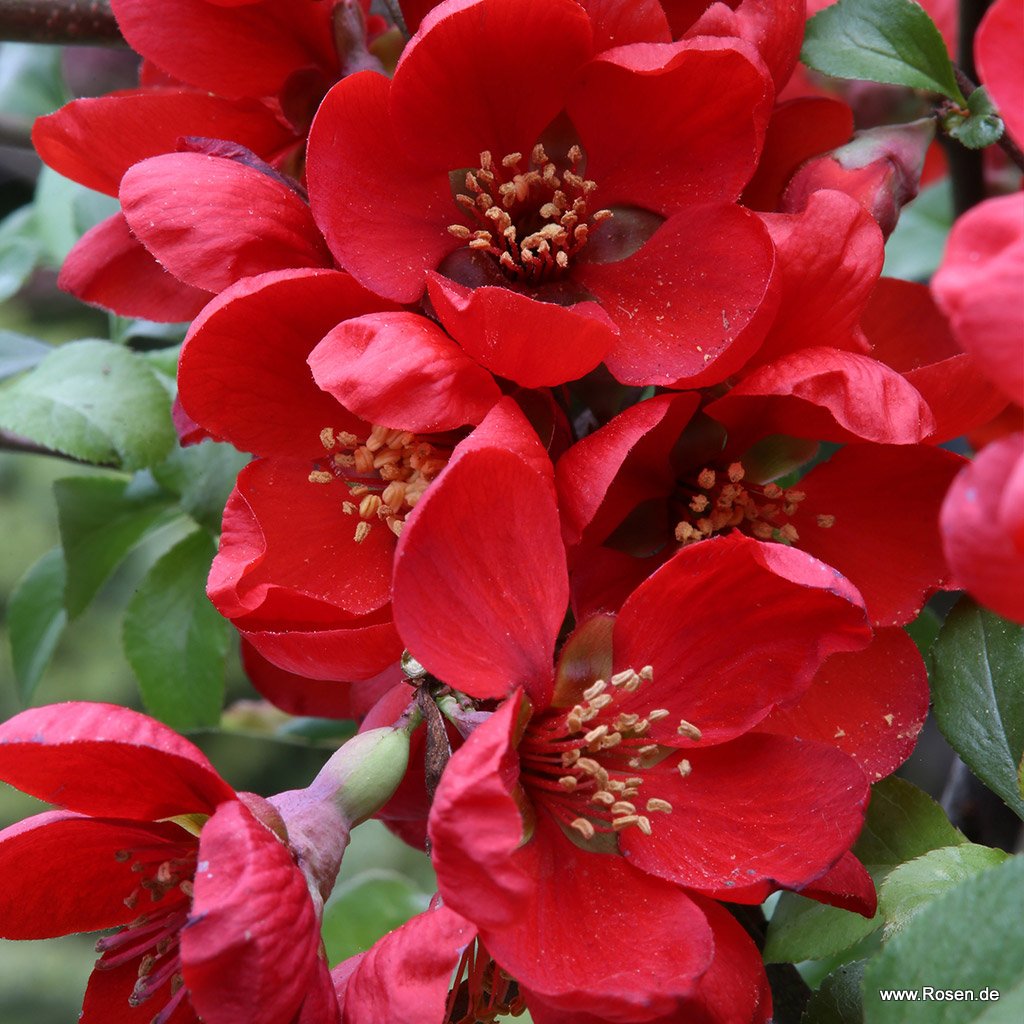 Zierquitte 'Nicoline'