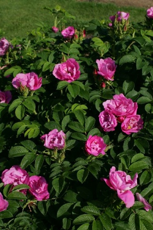 Kleinstrauchrose Pink Roadrunner®
