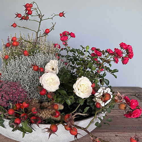 Hagebutten | Verwendung | Gartenrosen