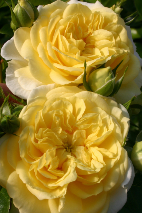 Solero® aus der RigoRosen® Kollektion