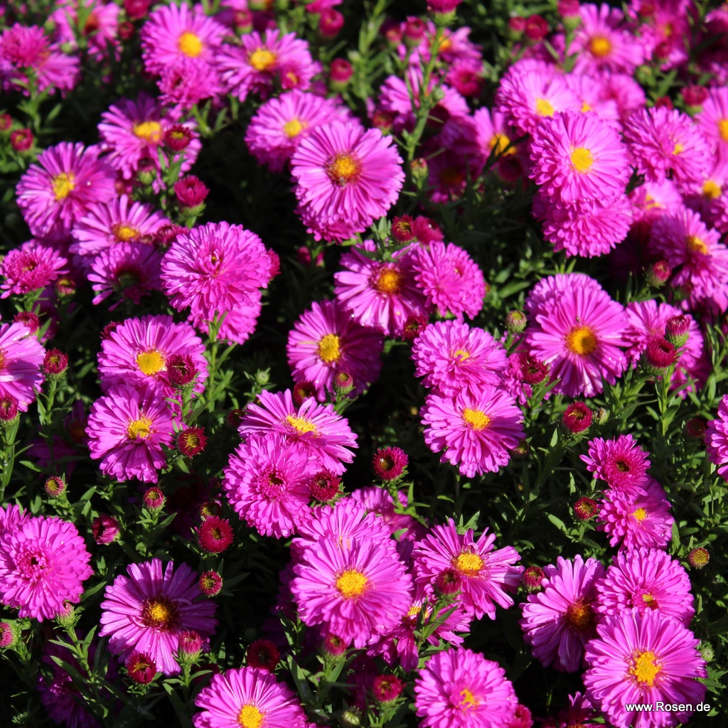 Kissen-Aster 'Amethyst'