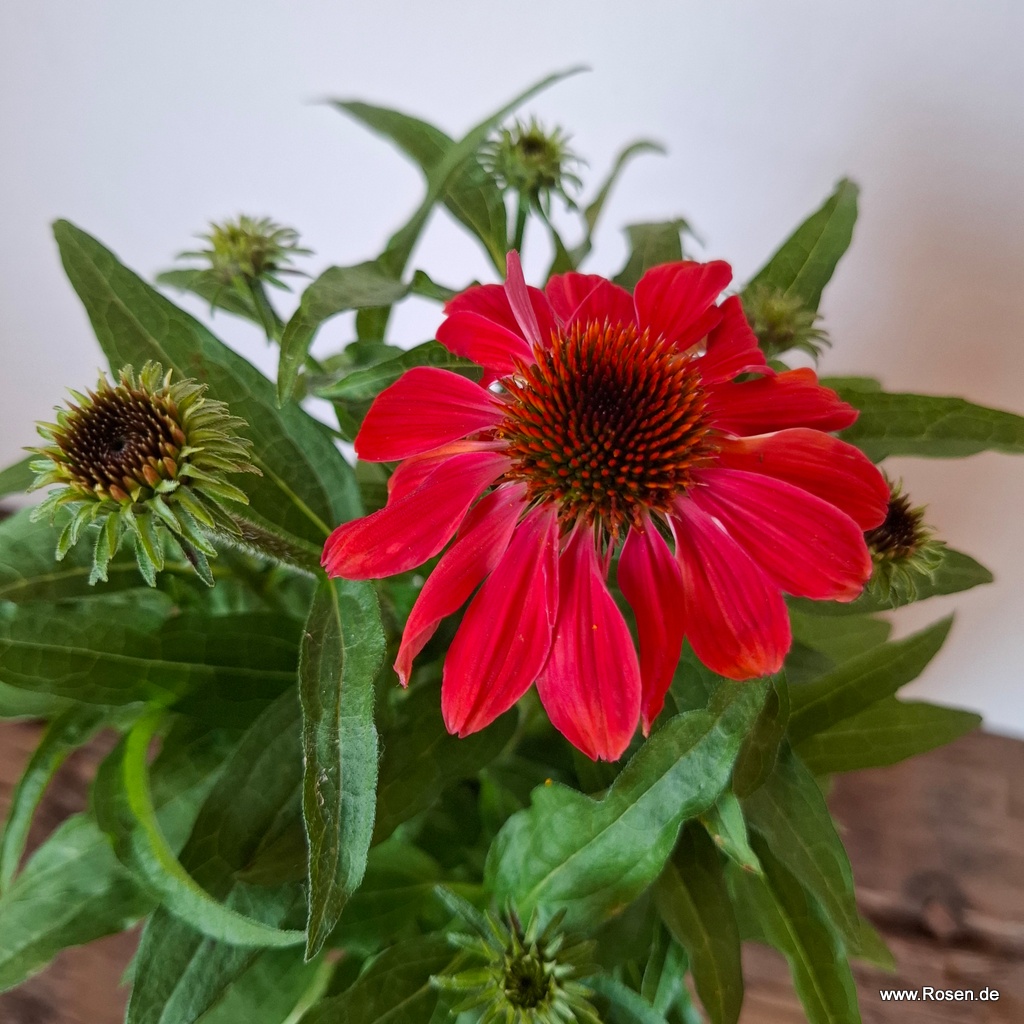 Scheinsonnenhut 'SunMagic Vintage Ruby'®