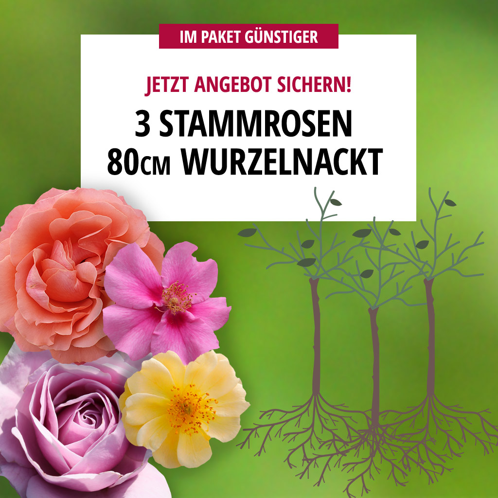 3er Paket Stammrosen 80 cm