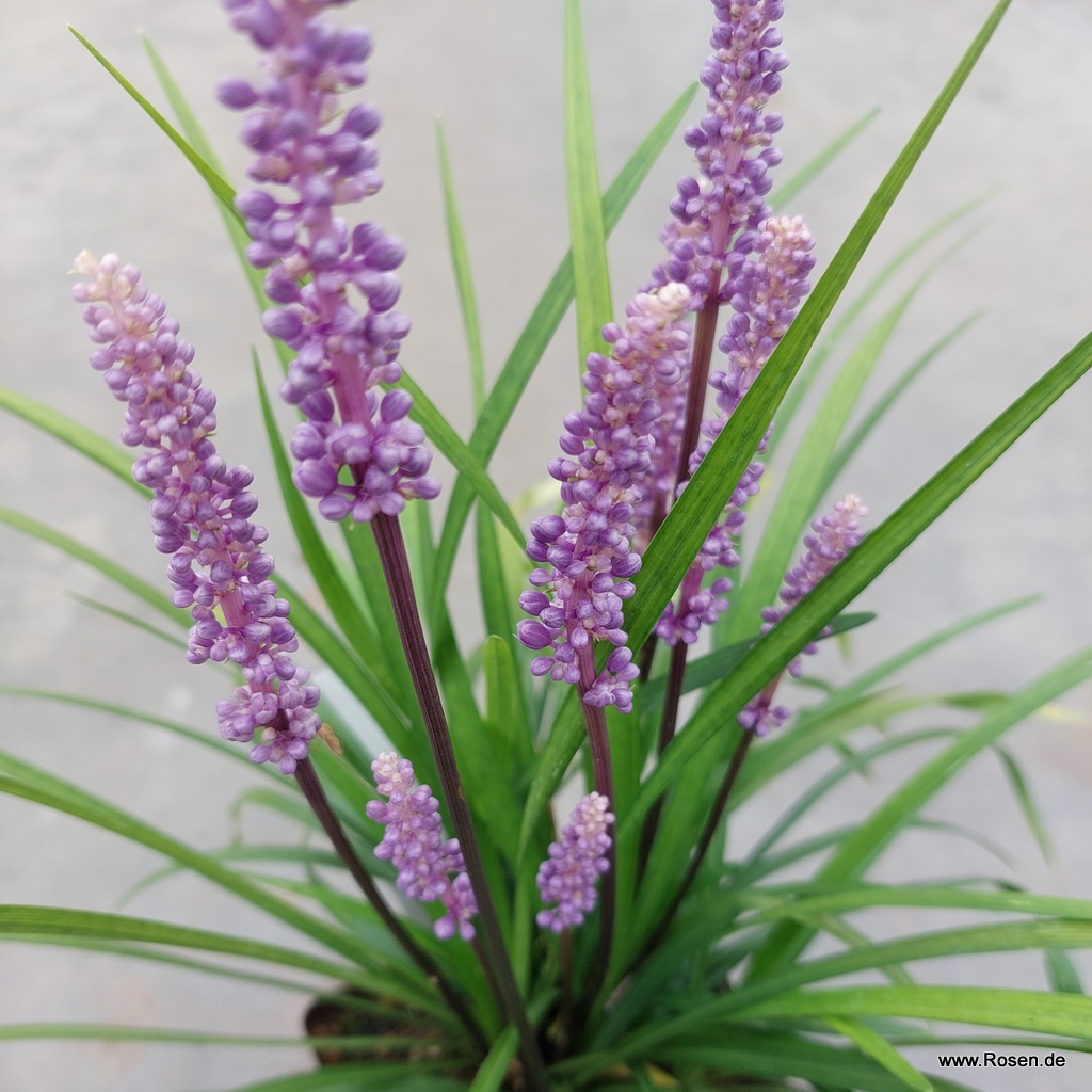 Artikelbild 2 des Artikels Lilientraube 'Moneymaker' 2-Liter Lilientraube 'Moneymaker' 2-Liter
