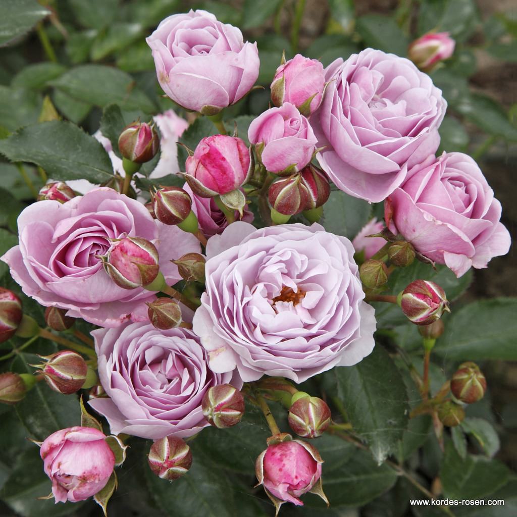 Artikelbild 2 des Artikels Nautica® Nautica®