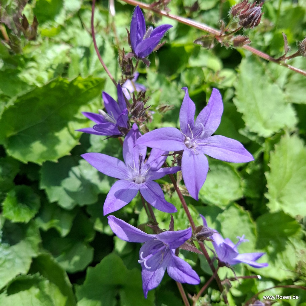 Polster-Glockenblume 'Lagoon Blue'