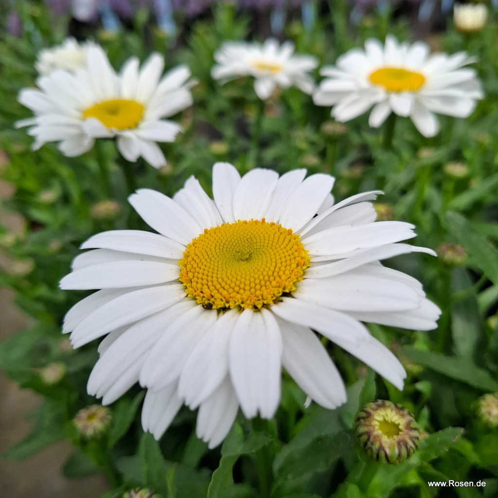 Großblumige Margerite 'Ooh La™ Lablanche'
