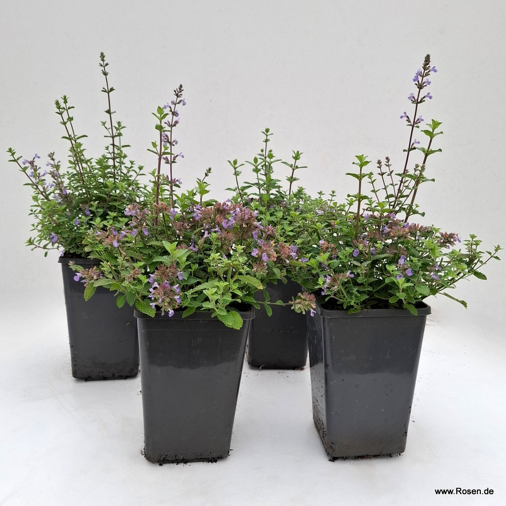 Artikelbild 1 des Artikels 4er-Set Katzenminze 'Purrsian Blue' 4er-Set Katzenminze 'Purrsian Blue'