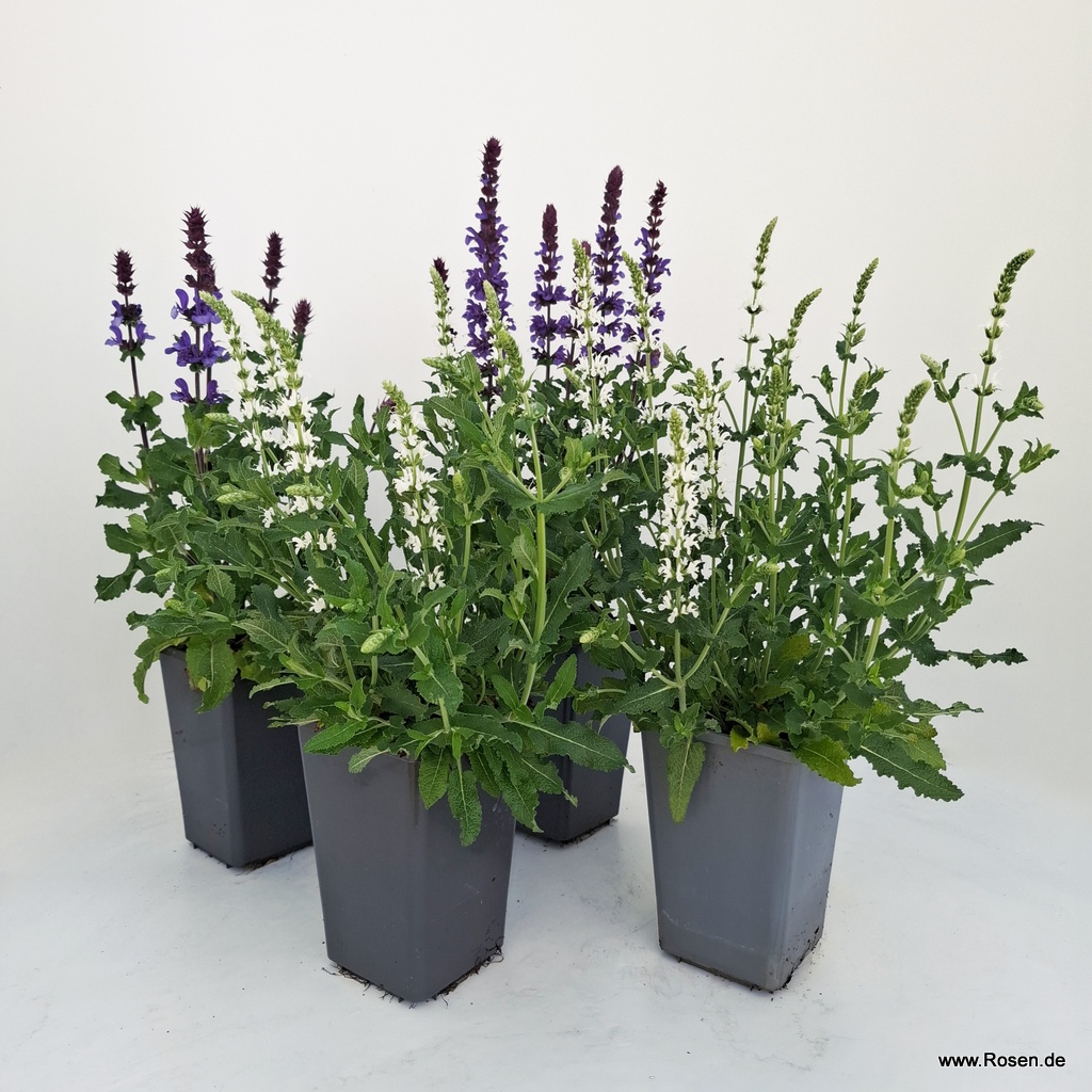4er-Set Ziersalbei blau & weiß