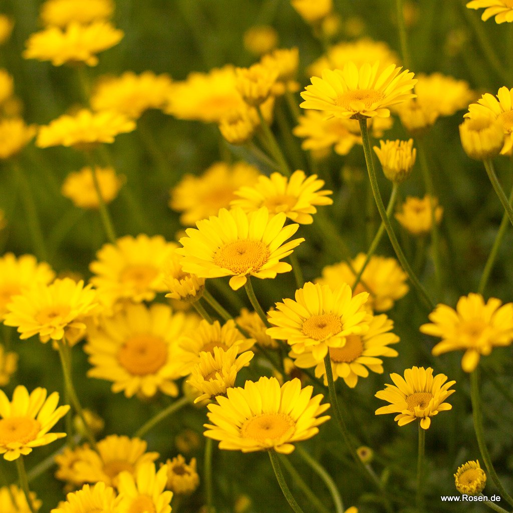 Färberkamille 'Dwarf Form'