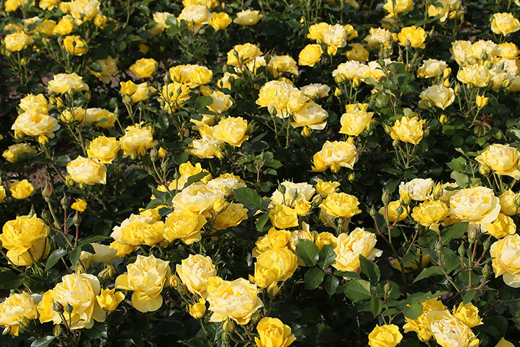 Here Comes The Sun Here Comes The Sun