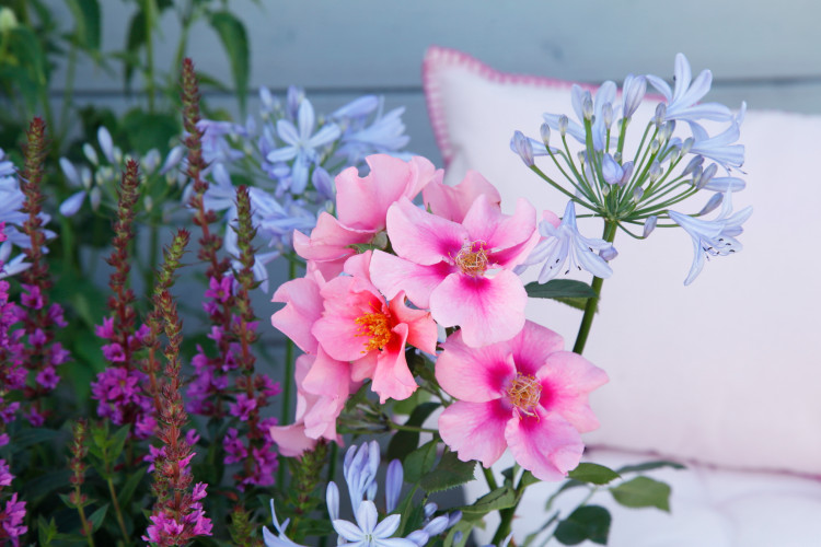 Beetrose SEE YOU® in pink