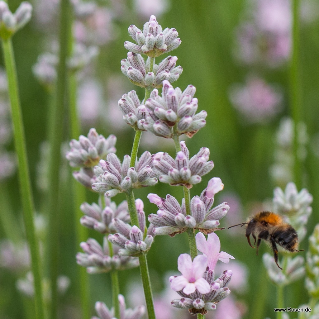 Lavendel 'Rosea'