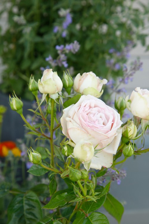 Edelrose Madame Anisette®