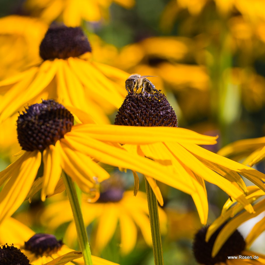 Sonnenhut 'Goldsturm'