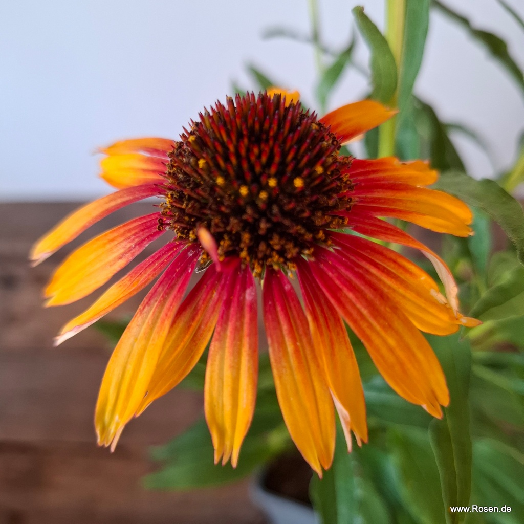 Sonnenhut 'Sombrero® Special Yellow Red'