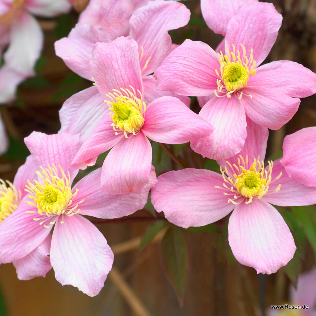 Artikelbild 1 des Artikels Clematis 'Elizabeth' Clematis 'Elizabeth'