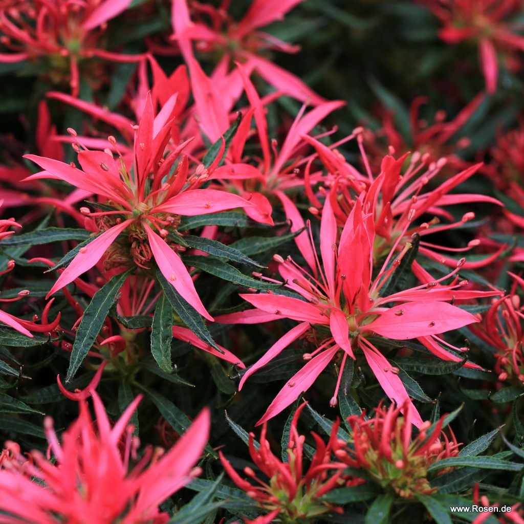 Indische Azalee 'StarStyle® Pink'