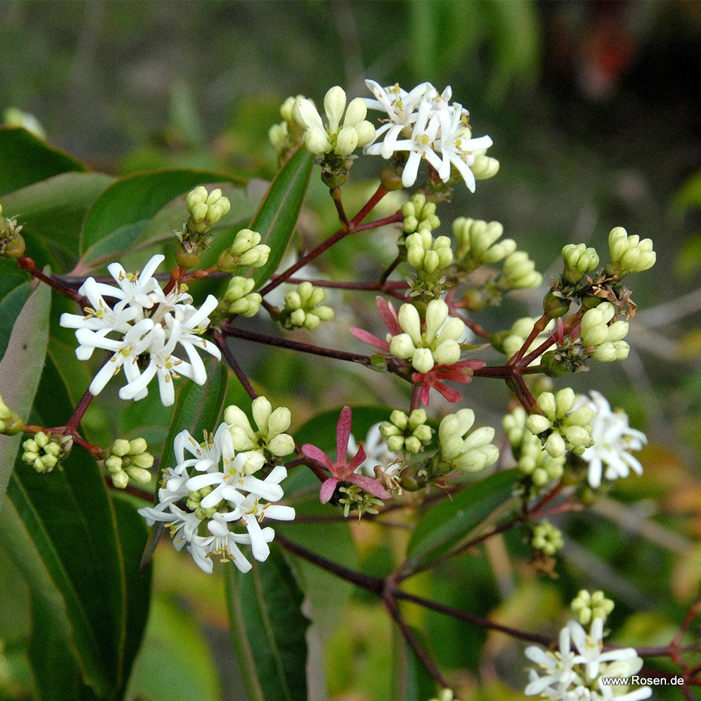 Sieben-Söhne-des-Himmels-Strauch