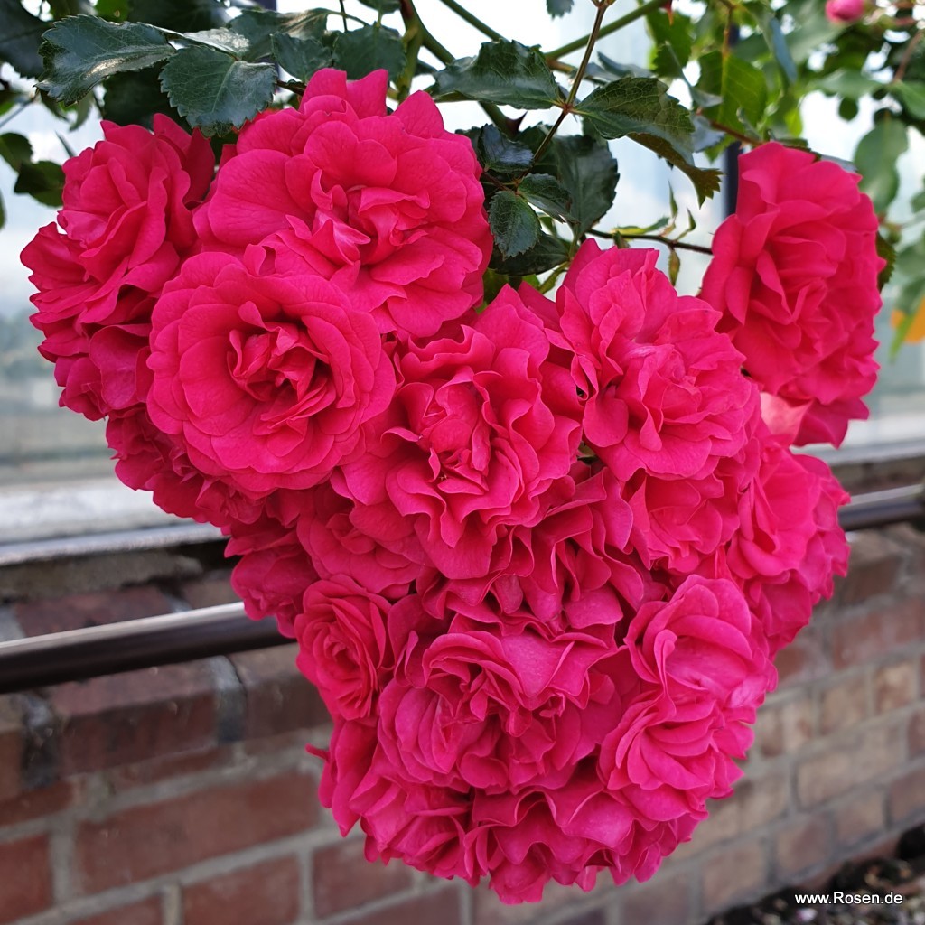 Artikelbild 10 des Artikels Gärtnerfreude® / Toscana®