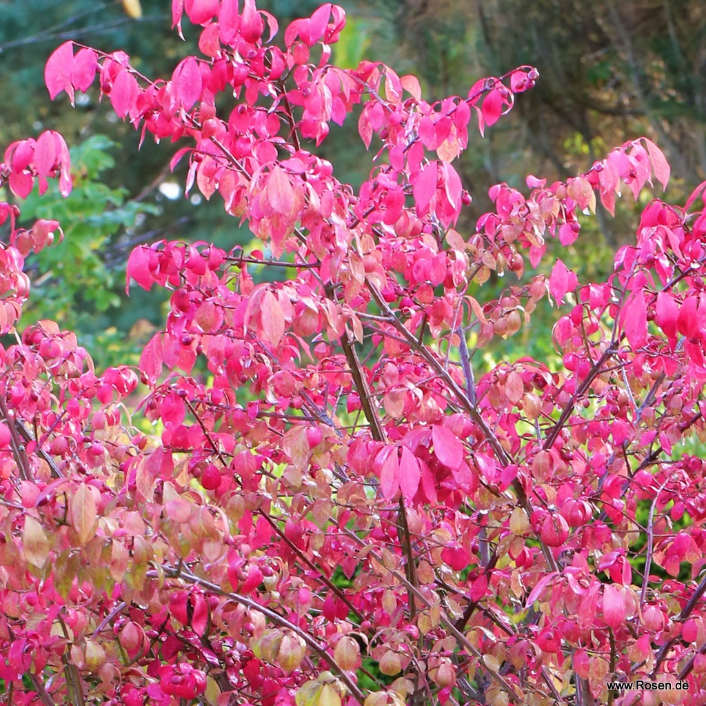 Pfaffenhütchen/ Korkspindelstrauch 'Compactus'