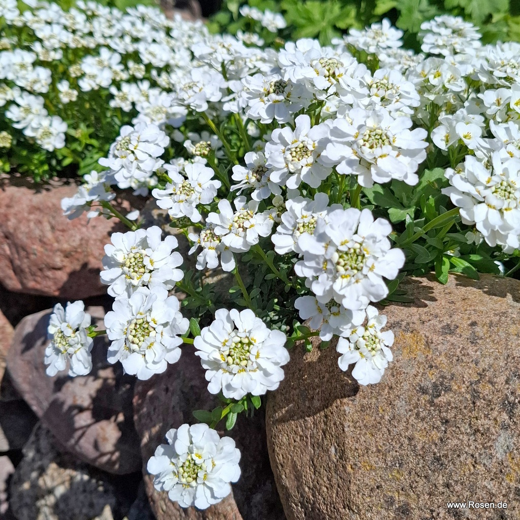 Schleifenblume 'Findel'
