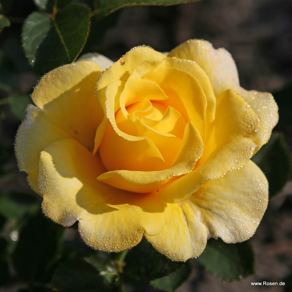 Artikelbild 1 des Artikels Sunmaid® Sunmaid®