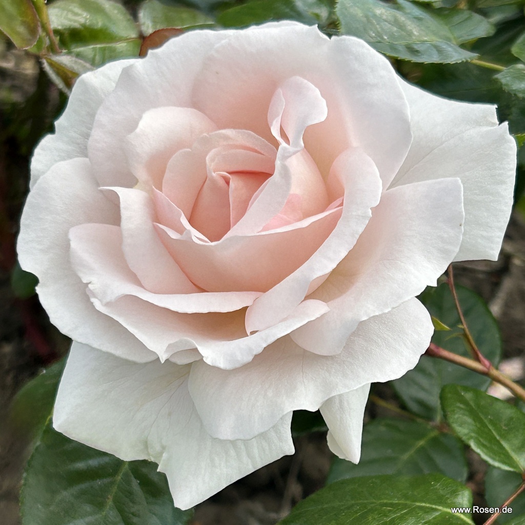 Artikelbild 4 des Artikels Constanze Mozart® Constanze Mozart®