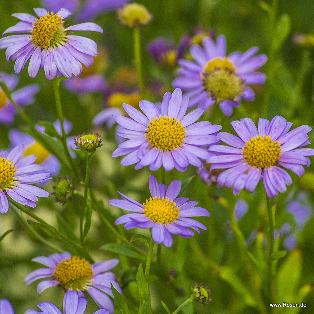 Schönaster 'Antonia'