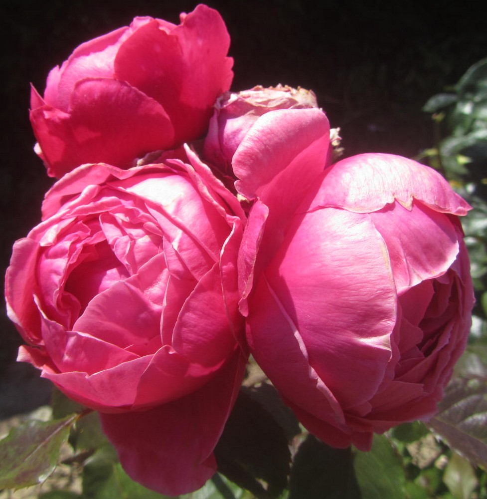 SPJ176，Marie Rose 玛丽，Japanese Shrub Rose，Non-Grafted
