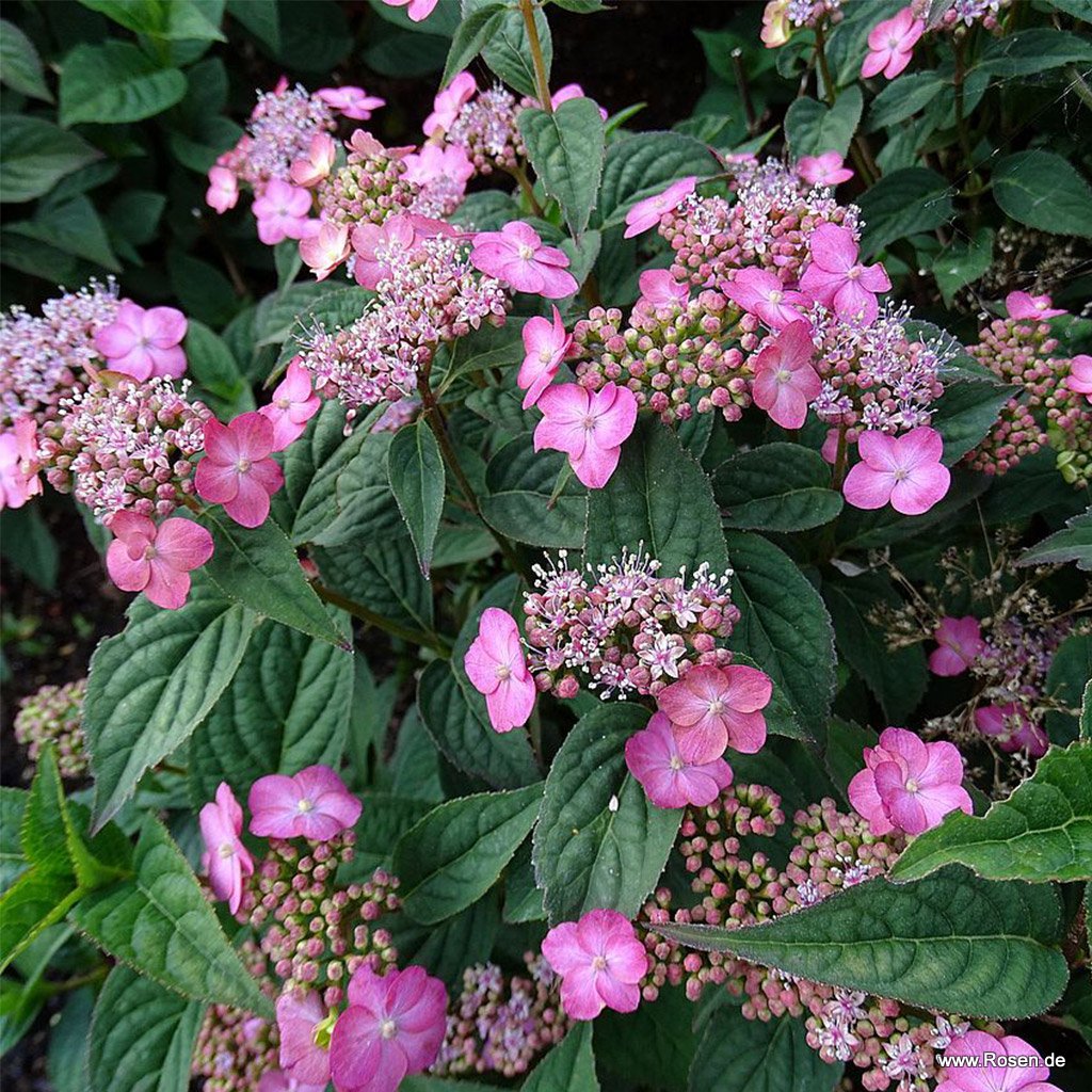 Gartenhortensie 'Mount Aso'