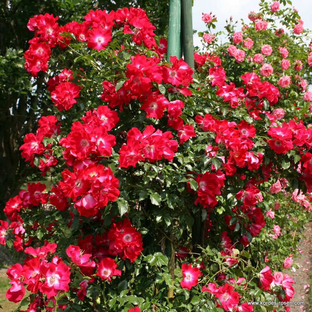 Image of Dortmund Rose plant
