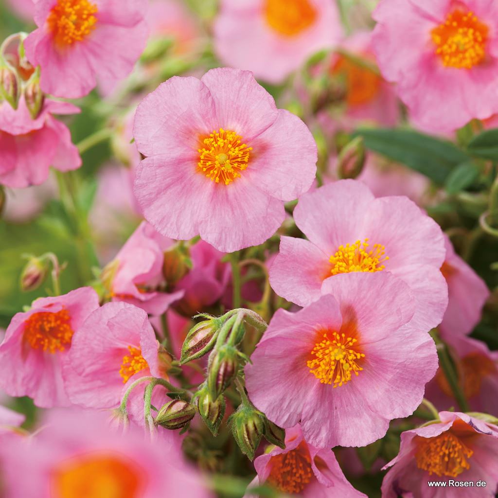 Sonnenröschen 'Lawrenson's Pink'