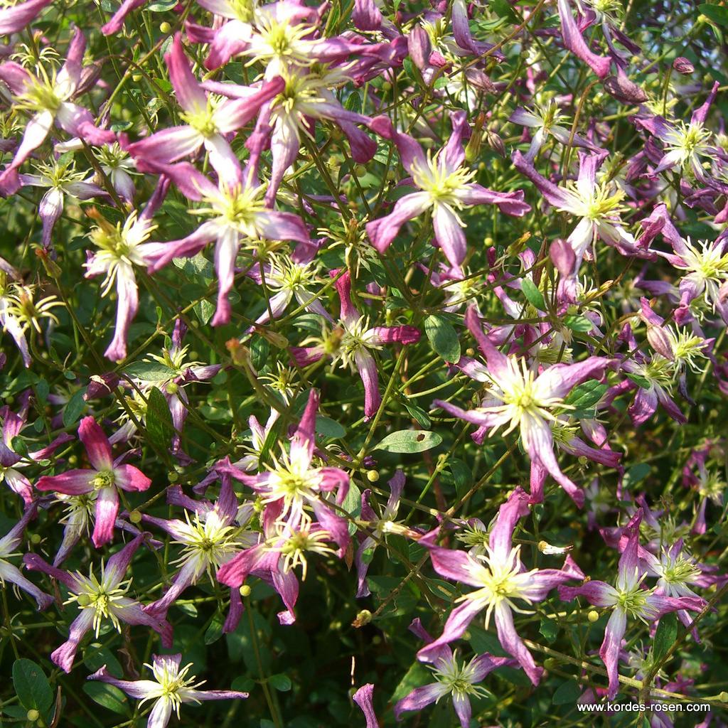 Clematis 'Rubromarginata'
