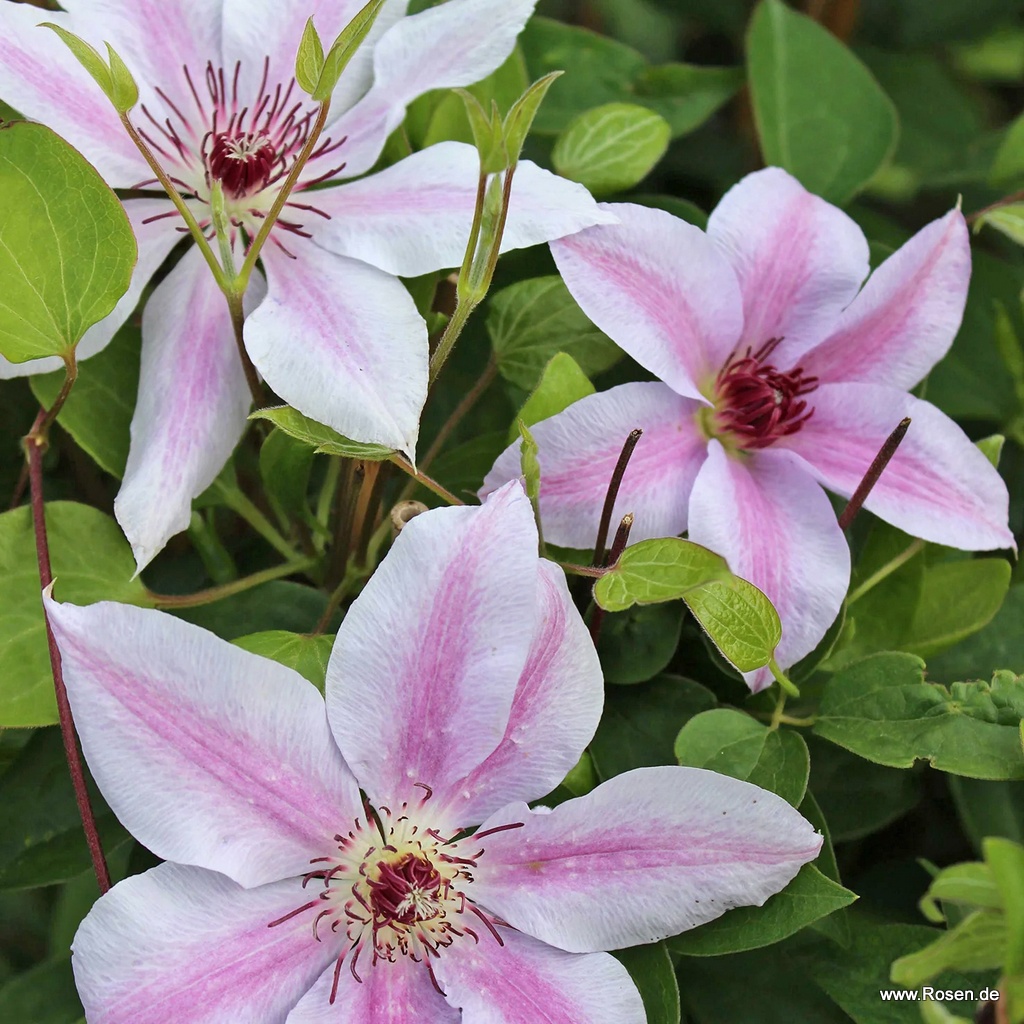 Clematis 'John Paul II'