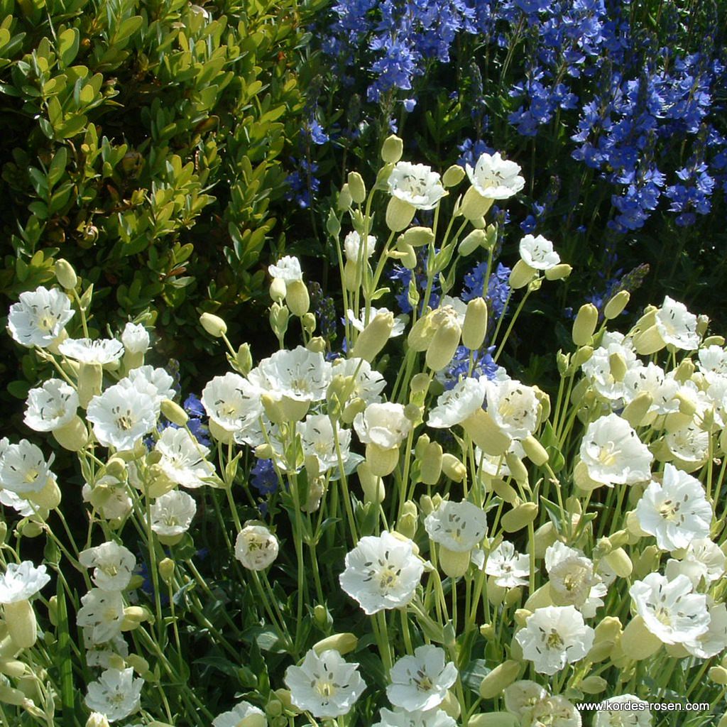 Leimkraut 'Weißkehlchen’