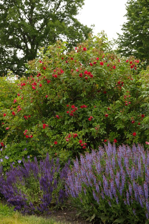 Historische Rose F. J. Grootendorst