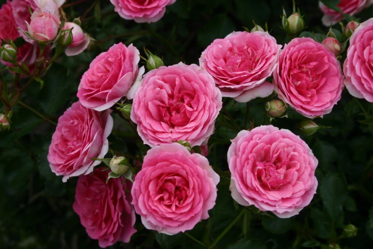 Amica® aus der RigoRosen® Kollektion