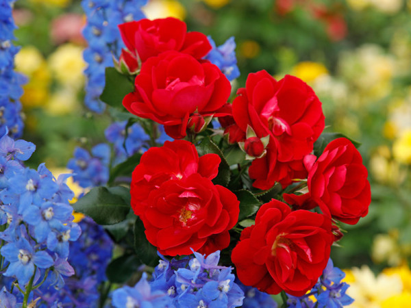 Kleinstrauchrose Caracho®